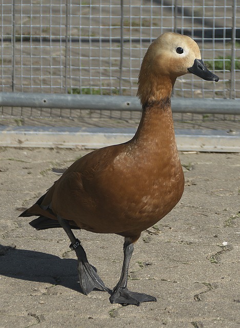 未放松对自